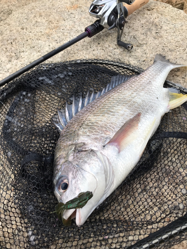 キビレの釣果