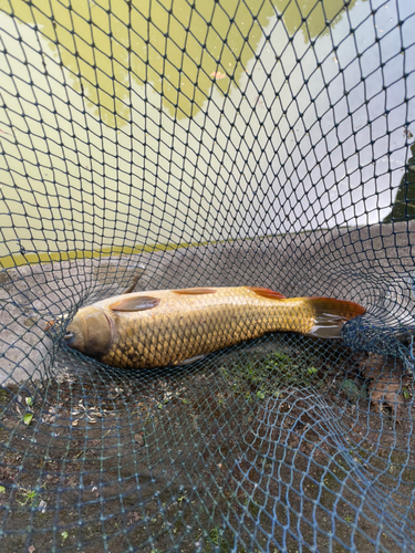 コイの釣果