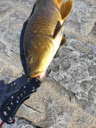 コイの釣果