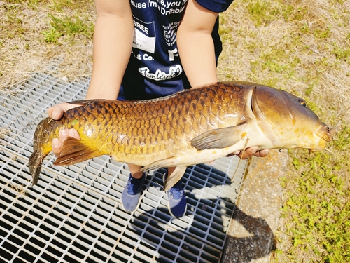 コイの釣果