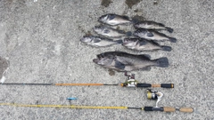 クロソイの釣果