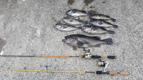 クロソイの釣果