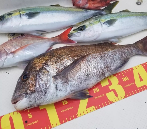 タイの釣果