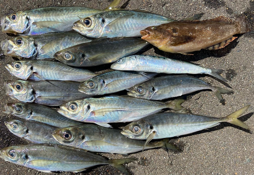 アジの釣果