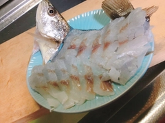 イシモチの釣果