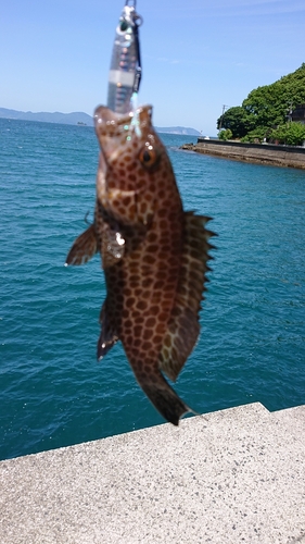 オオモンハタの釣果