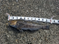 アイナメの釣果