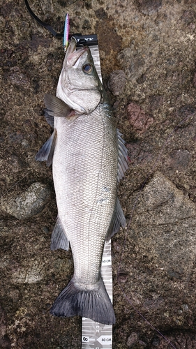 ヒラスズキの釣果