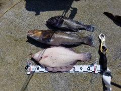 クロガシラガレイの釣果