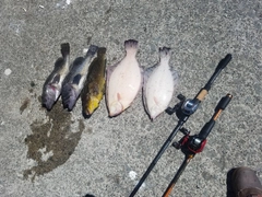 クロガシラガレイの釣果