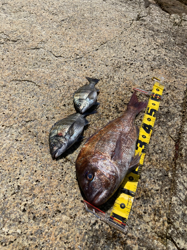 マダイの釣果