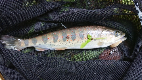 アマゴの釣果