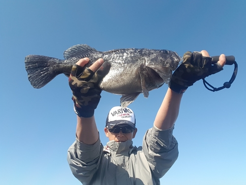 クロソイの釣果