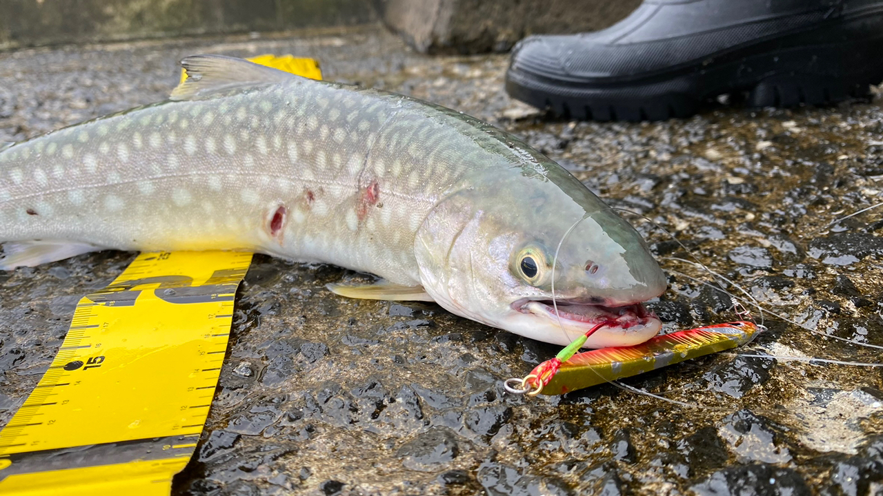 アメマス