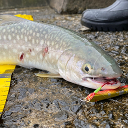 アメマス