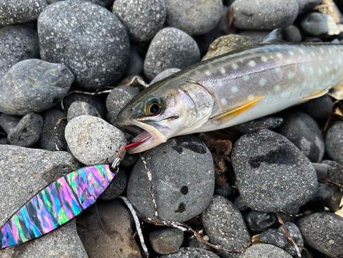 アメマスの釣果