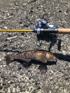 アイナメの釣果