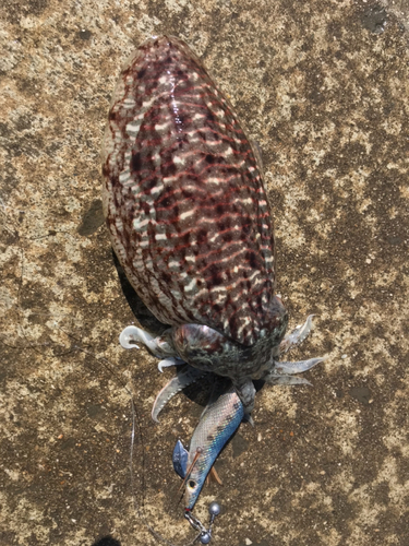 コウイカの釣果