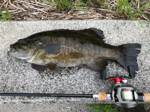 スモールマウスバスの釣果