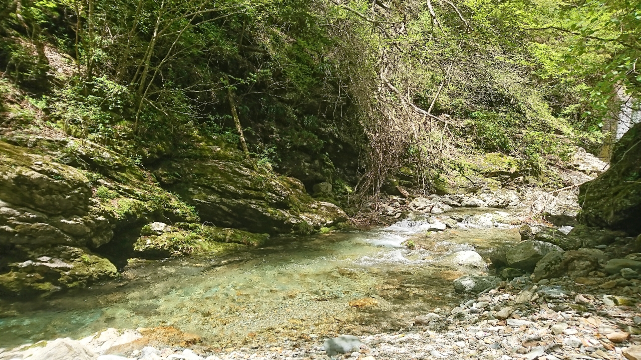 イワナ