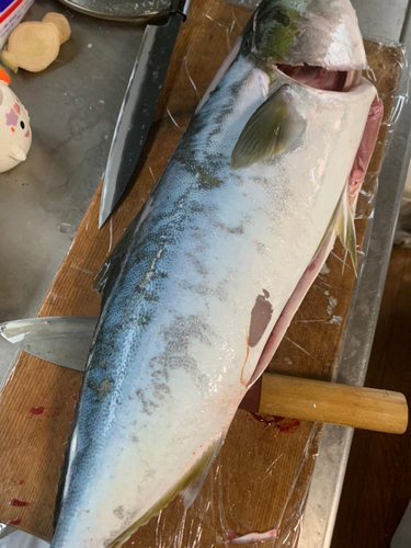 メジロの釣果