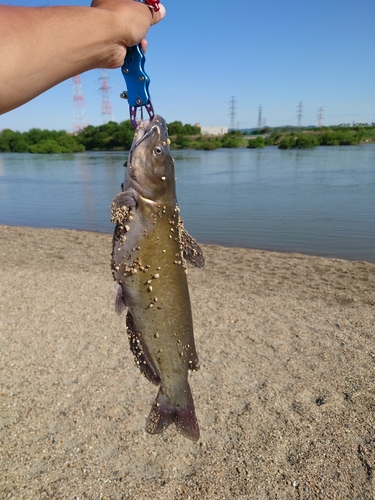 アメリカナマズの釣果