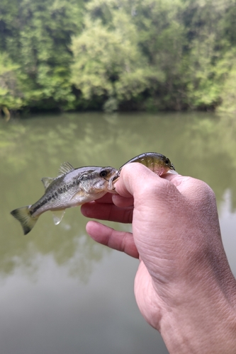 ラージマウスバスの釣果