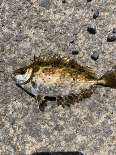 アイゴの釣果