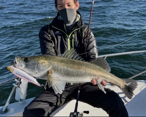 スズキの釣果