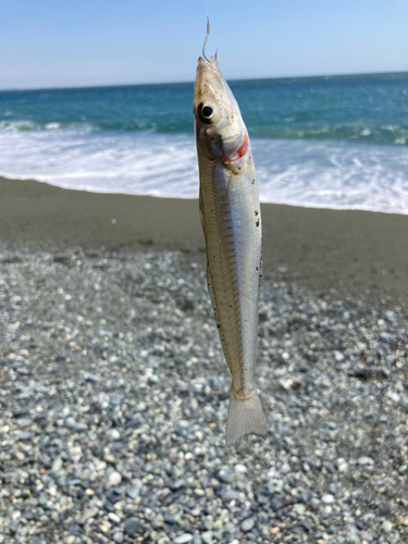 シロギスの釣果