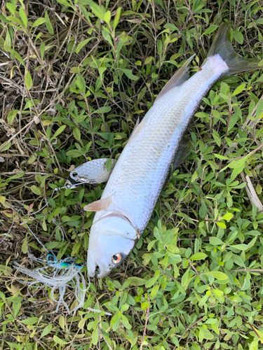 ハスの釣果