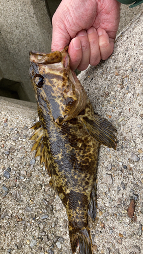 タケノコメバルの釣果