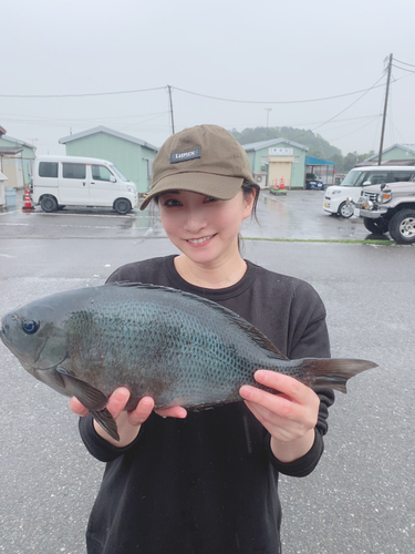 メジナの釣果