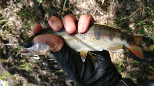 アマゴの釣果