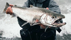 アメマスの釣果