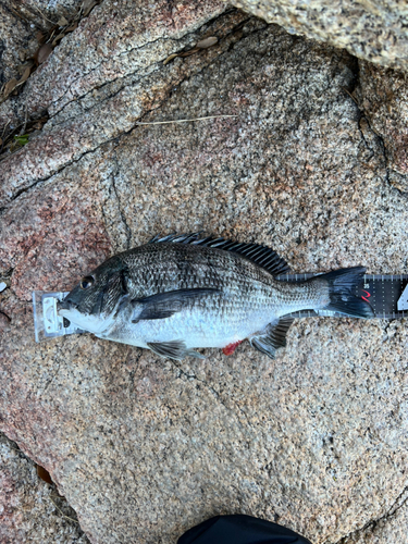 チヌの釣果