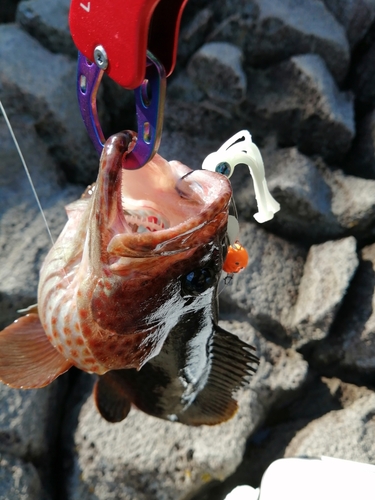 オオモンハタの釣果