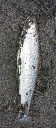 アメマスの釣果