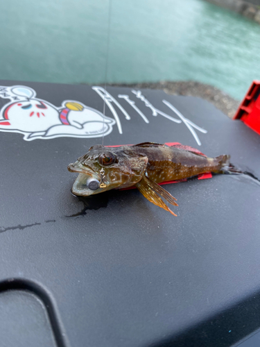 アナハゼの釣果