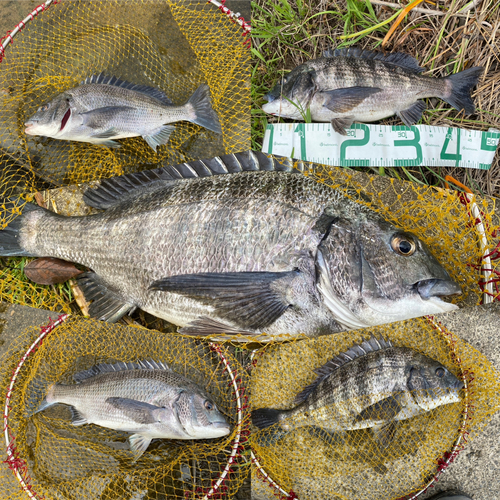 クロダイの釣果