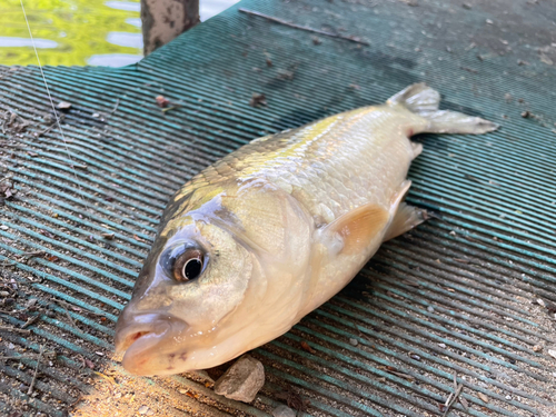 フナの釣果