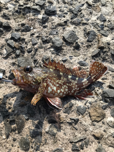 カサゴの釣果