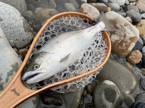 サツキマスの釣果