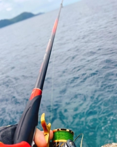 クロメジナの釣果