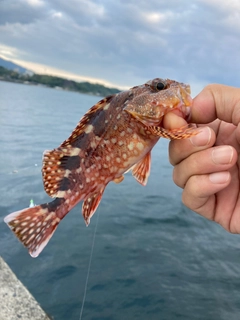 アラカブの釣果