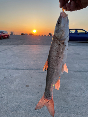 ウグイの釣果