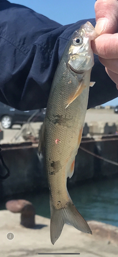 ウグイの釣果