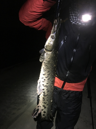 スポッテッドガーの釣果