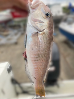 シロアマダイの釣果