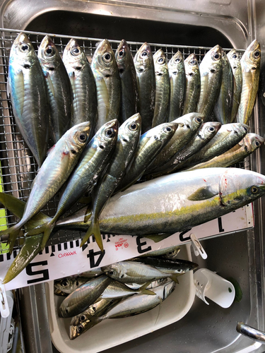 アジの釣果